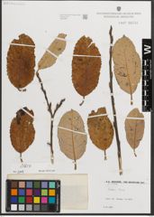 Foto von Salix L.
